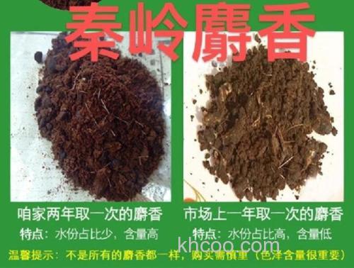 用麝香粉怎么泡麝香酒？