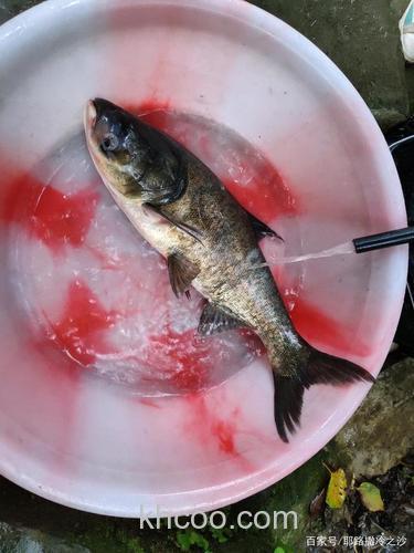 成都周边野钓推荐葫芦口水库钓鲢鳙巴适得很