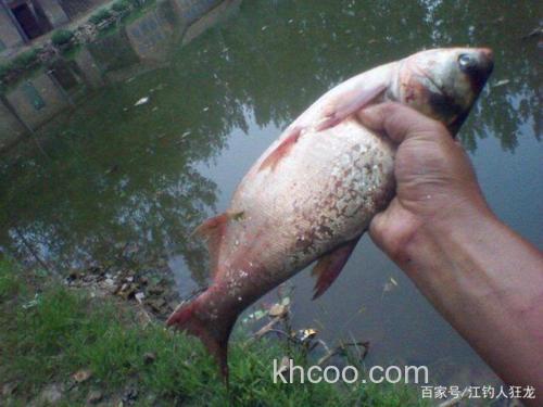 江里钓鲢鳙的这些门道，其实就是钓傻瓜鱼