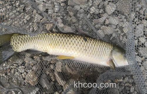 冬季不想收竿的大草鱼玩法