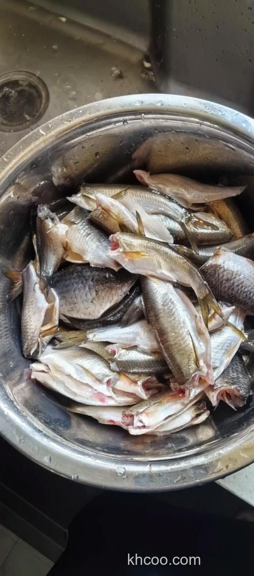 如何用槐树花钓鲤鱼？