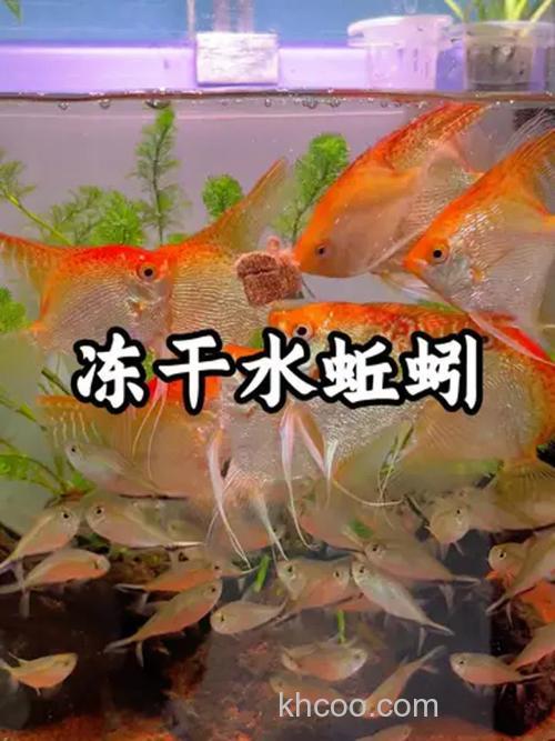 蚯蚓喂什么鱼喜欢吃？