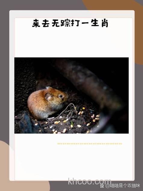 为什么市面上没有了麝香饵？