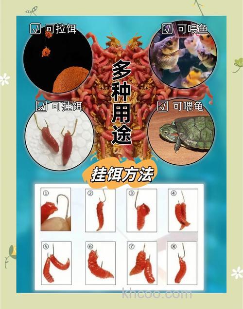 红虫开饵最佳配方？