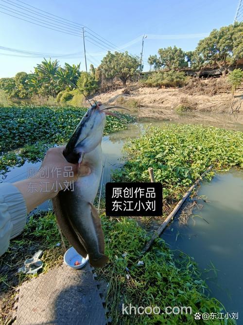 怎么搞野河老鲤？