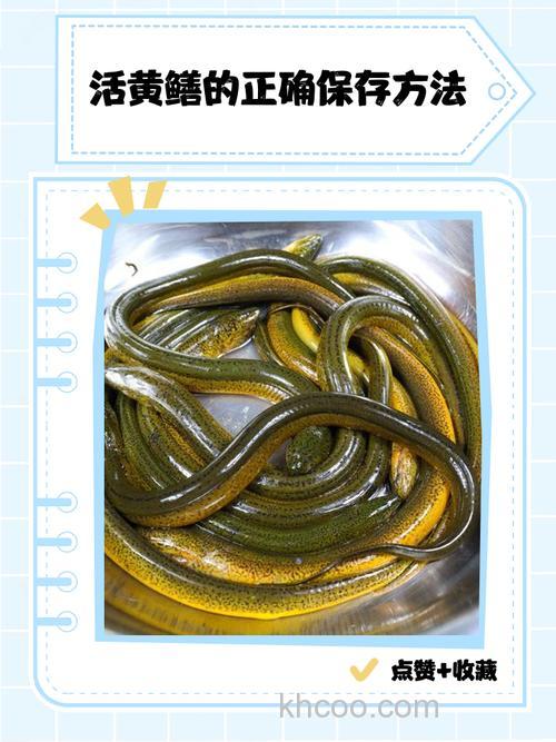 黄鳝吃肉虫怎么养？