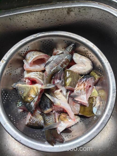 小米如何泡制钓鲤鱼