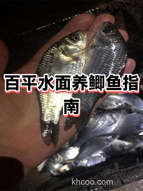 怎样可以让池养鲫鱼生长速度快