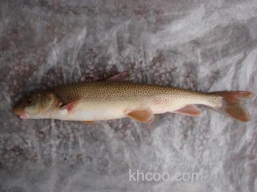 高原裸鲤鱼饵料搭配方法？