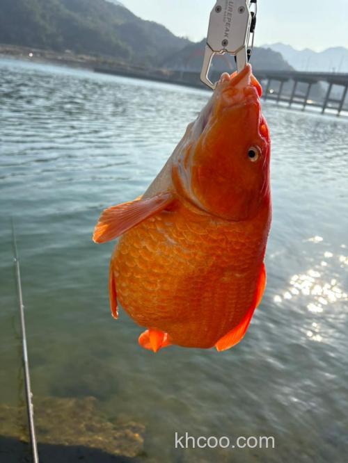 小溪里钓红田鱼用什么好