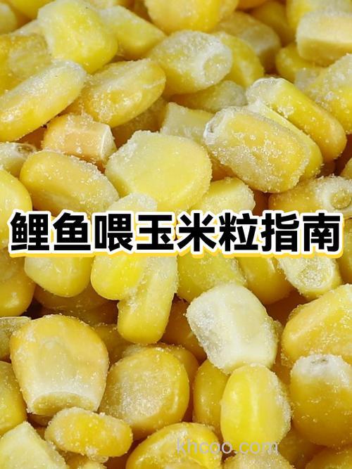 鲤鱼喂玉米的正确方法？
