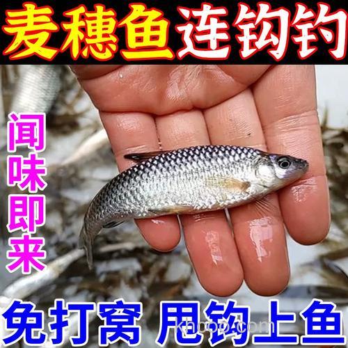 钓麦穗鱼饵料？