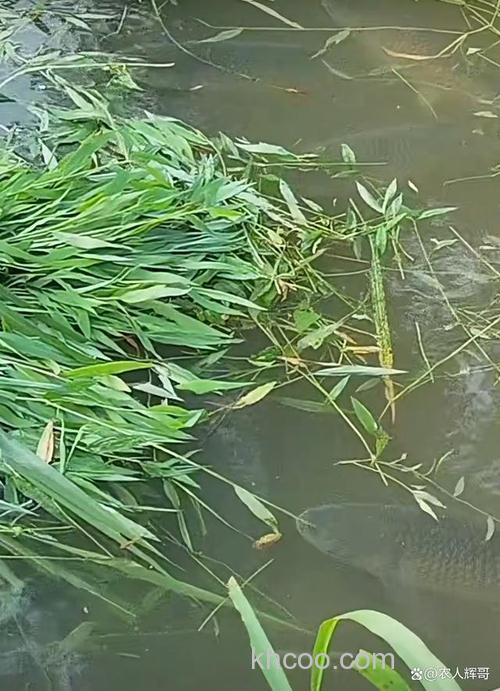 水塘里的草鱼吃什么草长得快