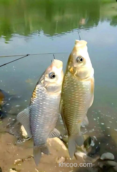 鲫鱼拿什么钓最好？