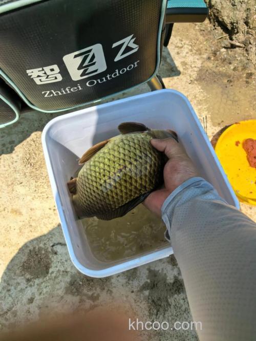 爱钓鱼的人注意啊，大鲫鱼到底喜不喜欢玉米粒？