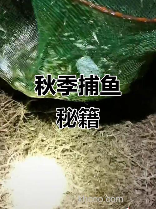 自制麦穗鱼饵料？