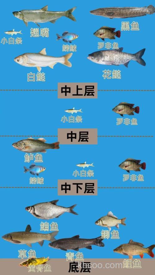 皇姑鱼喜欢在什么水层？掌握中下层钓点与季节规律，显著提升海钓成功率