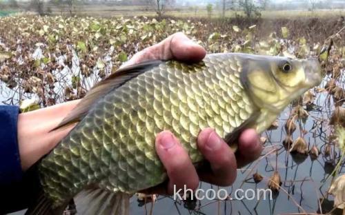 冬季钓水库鲫鱼钓多深水？