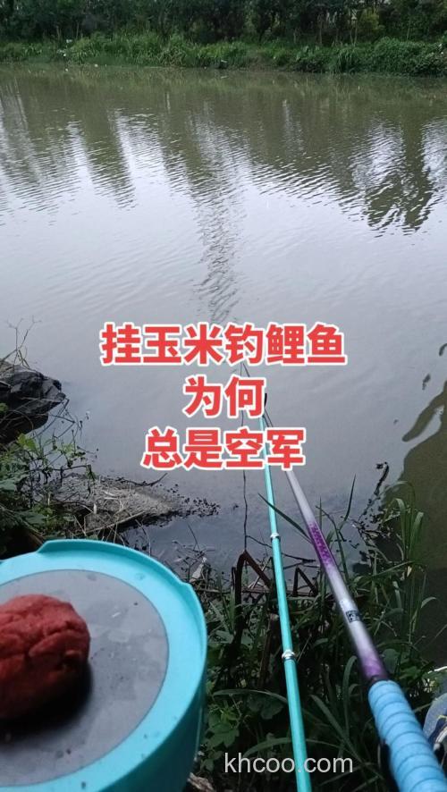 玉米钓鲤鱼为什么顶漂？