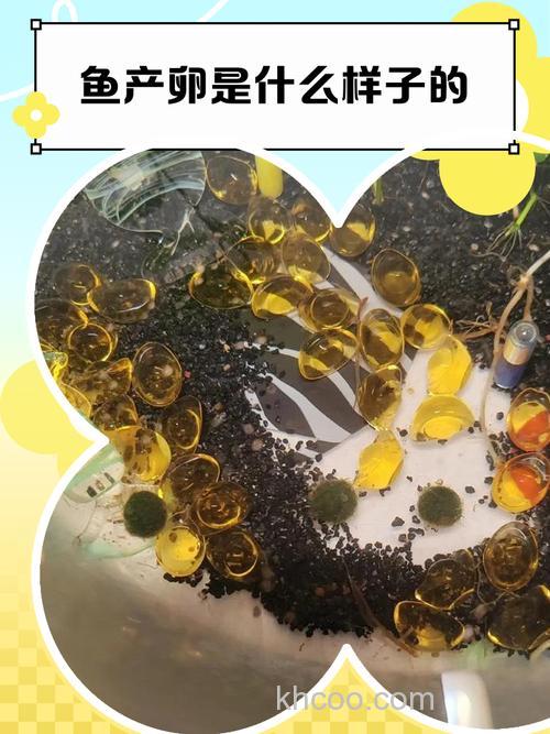 鲤鱼产卵的时候,开口吃东西吗?