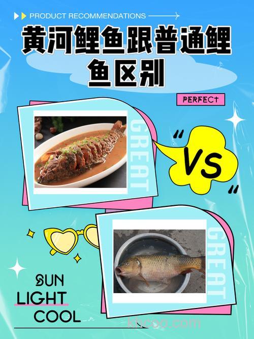 黄河鲤鱼主要吃什么?黄河鲤鱼和普通鲤鱼的区别