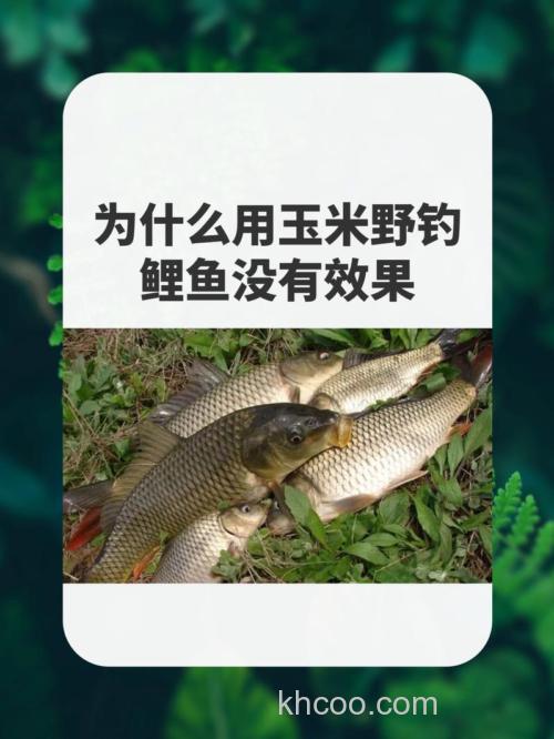 为什么用玉米野钓鲤鱼没有效果