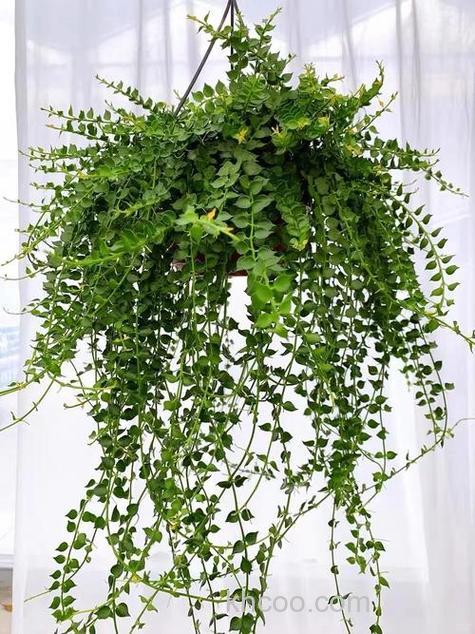 什么植物可以钓鱼