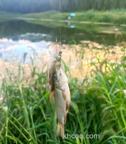 城市小河用什么饵钓草鱼？