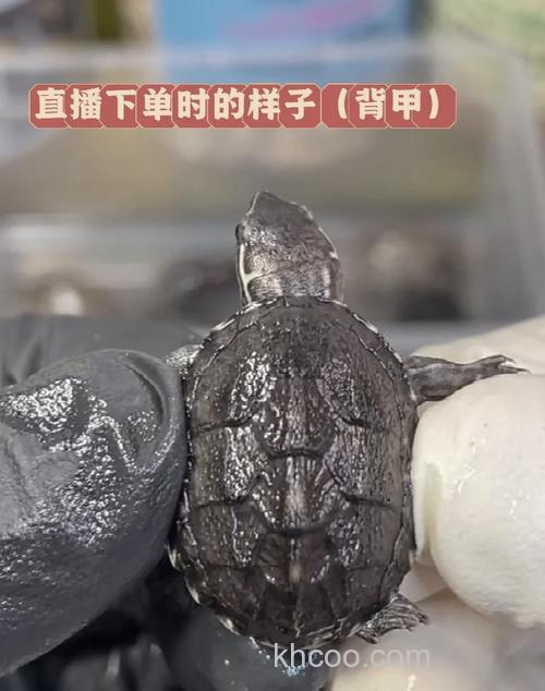 麝香龟混养什么工具鱼最好？