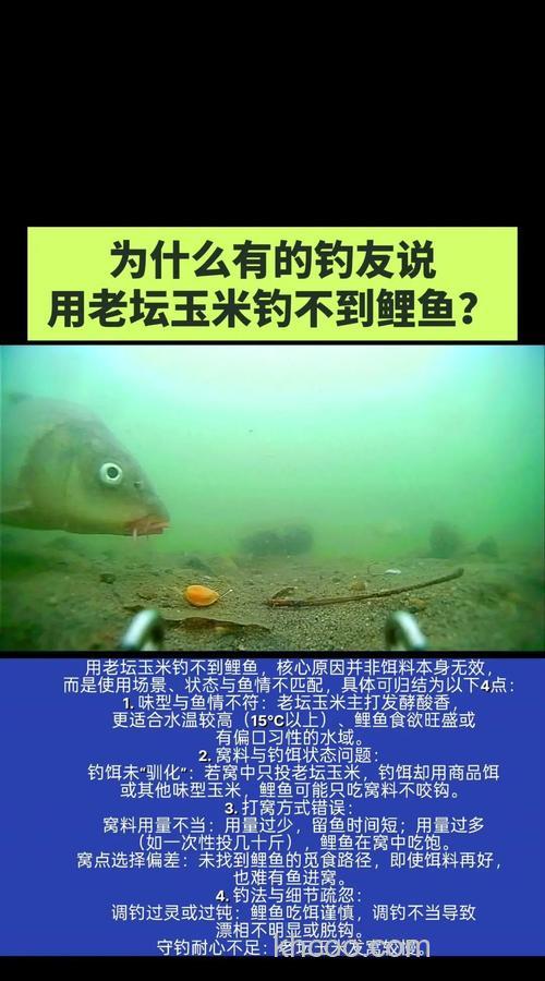 早上打了老坛玉米,下午好钓鱼吗?