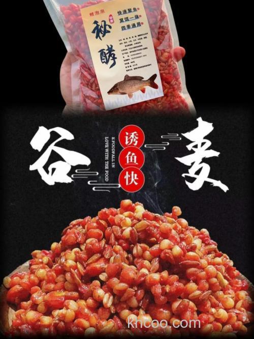 最牛鲤鱼谷麦饵料配方