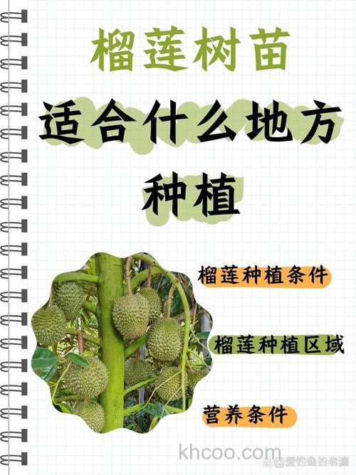 榴莲是怎样种的