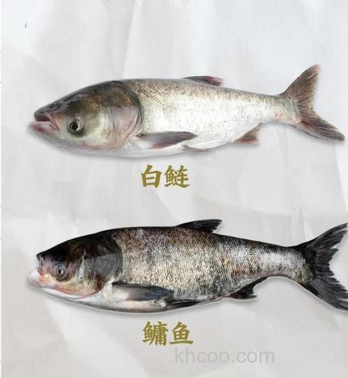 鲢鳙吃谷子吗？