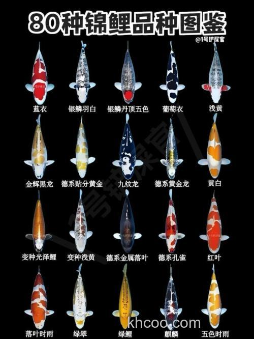 锦鲤是鲤鱼的一种吗，有什么不同