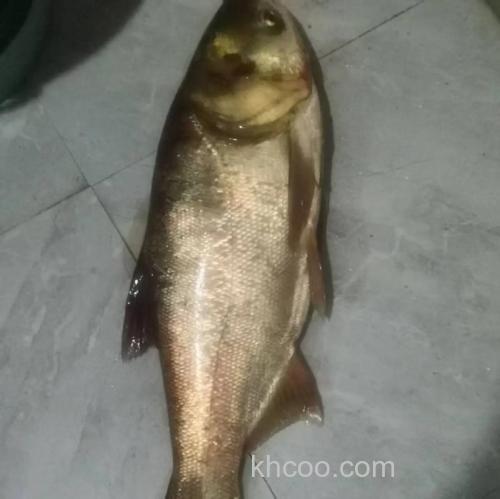 这样垂钓鲢鳙，效果更好，渔获更多