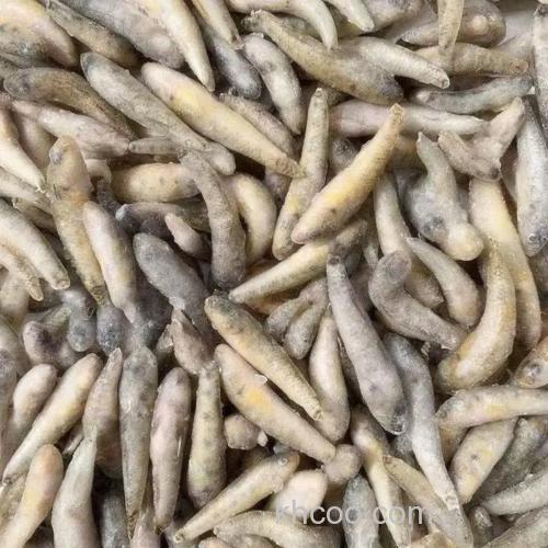 谁知道“串丁子”鱼，怎么养殖？能大规模养殖吗？