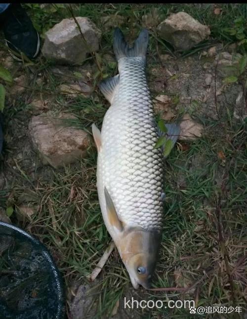 夏季水库夜钓玉米钓什么鱼？