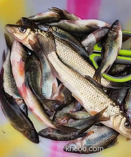 怎样赶跑小杂鱼