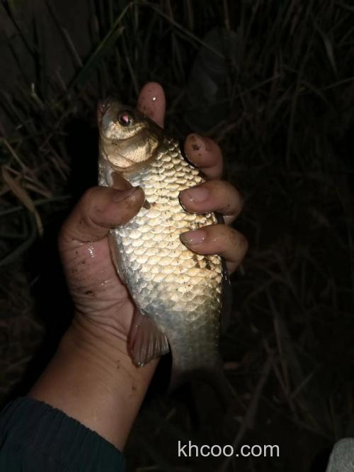 九月下旬夜钓什么鱼？