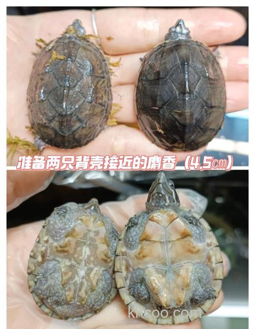 麝香龟几月开始下蛋？