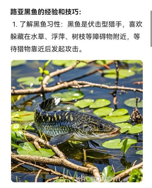夏季垂钓黑鱼应该了解这几点