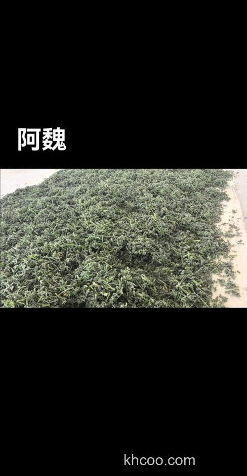 阿魏家常做法？