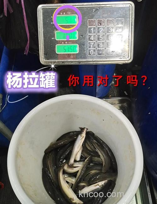 我用两块钱一根的火腿肠也钓到很多大鲫鱼，为什么还要用商品饵呢？