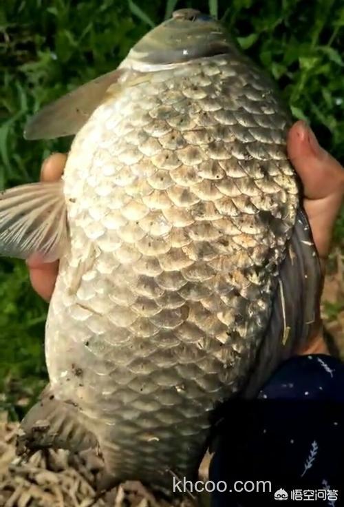 春末初夏用什么味型的商品饵钓鲫鱼好呢？