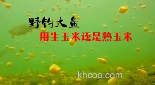 野钓用生玉米还是熟玉米好（玉米钓鱼用生玉米还是熟玉米）