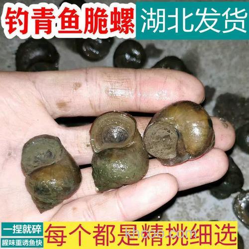 螺丝钓青鱼怎么打窝