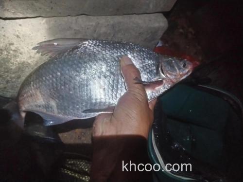 夜钓鳊鱼需要一定的技巧