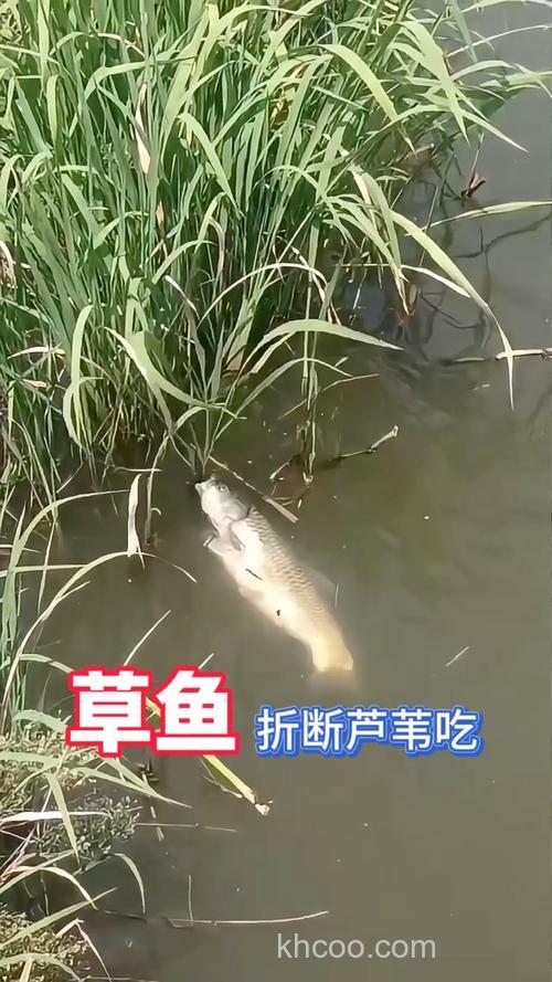 鲤鱼吃芦苇芯吗？