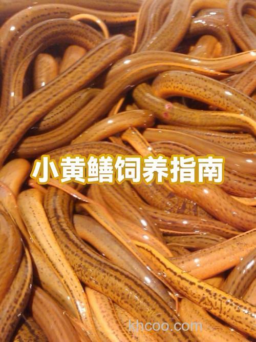 养黄鳝逻辑上要做那些步骤？