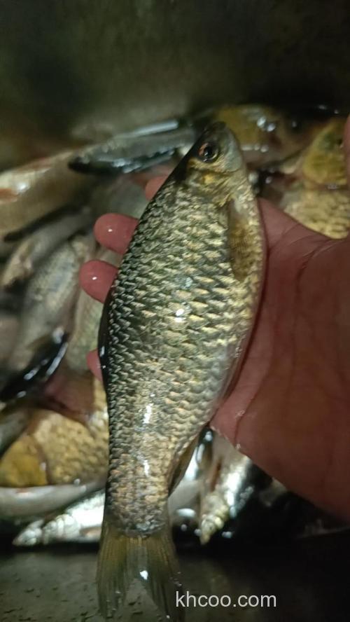 石匣水库都有什么鱼？